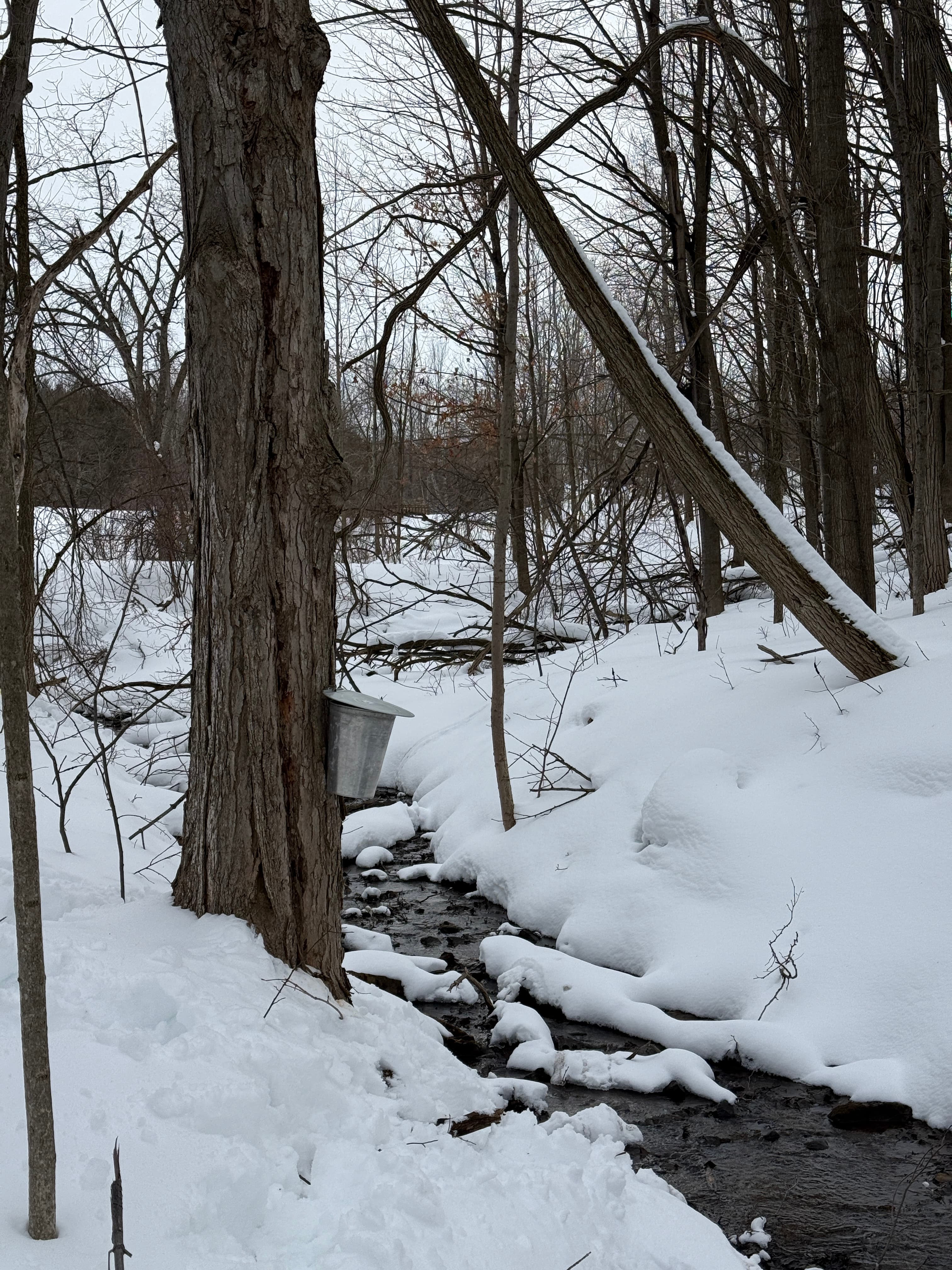 A tin sap bucket on a maple tree in the snowy woods near Creemore